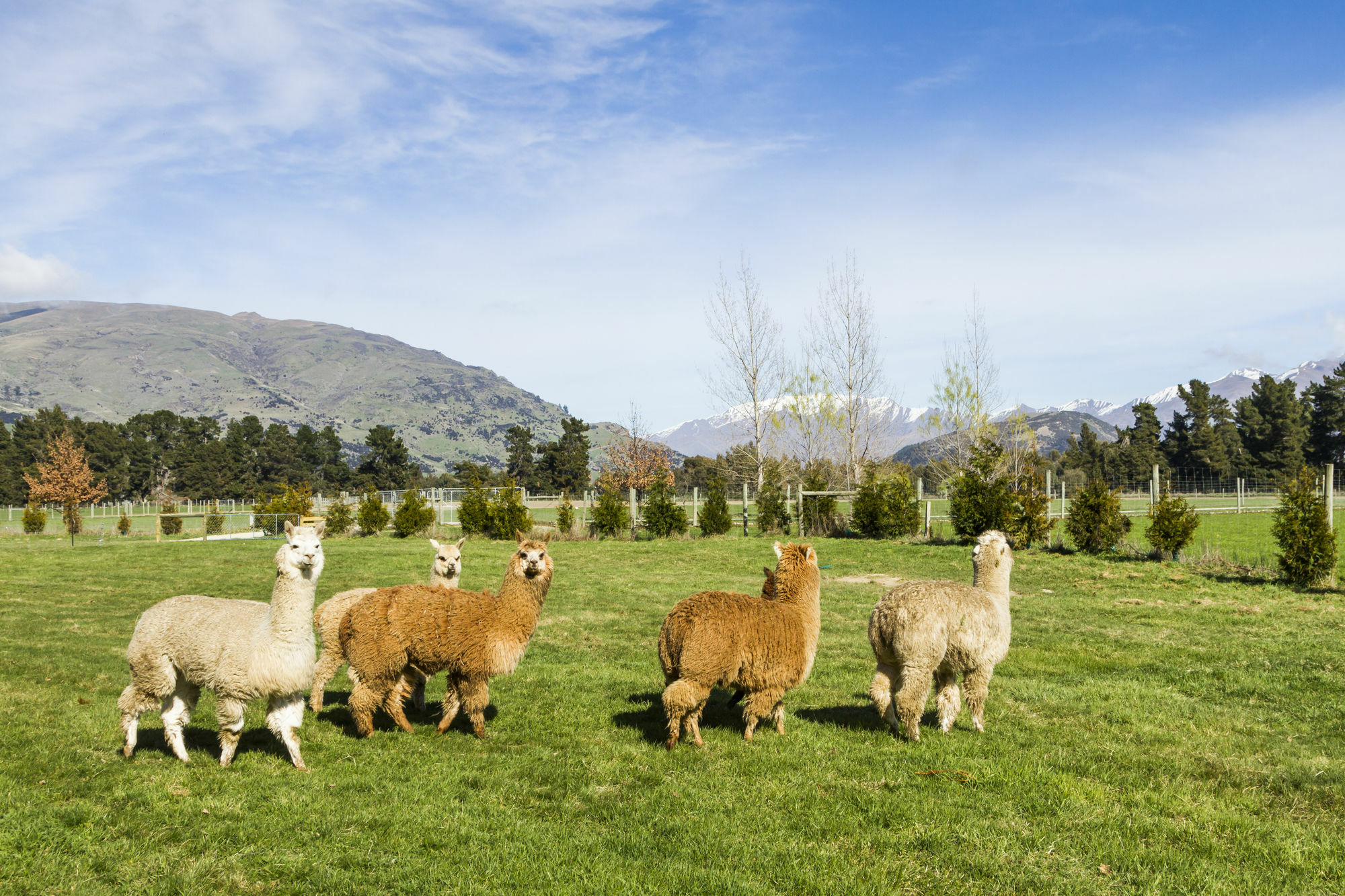 Luggate Criffel Station Farmstays מראה חיצוני תמונה
